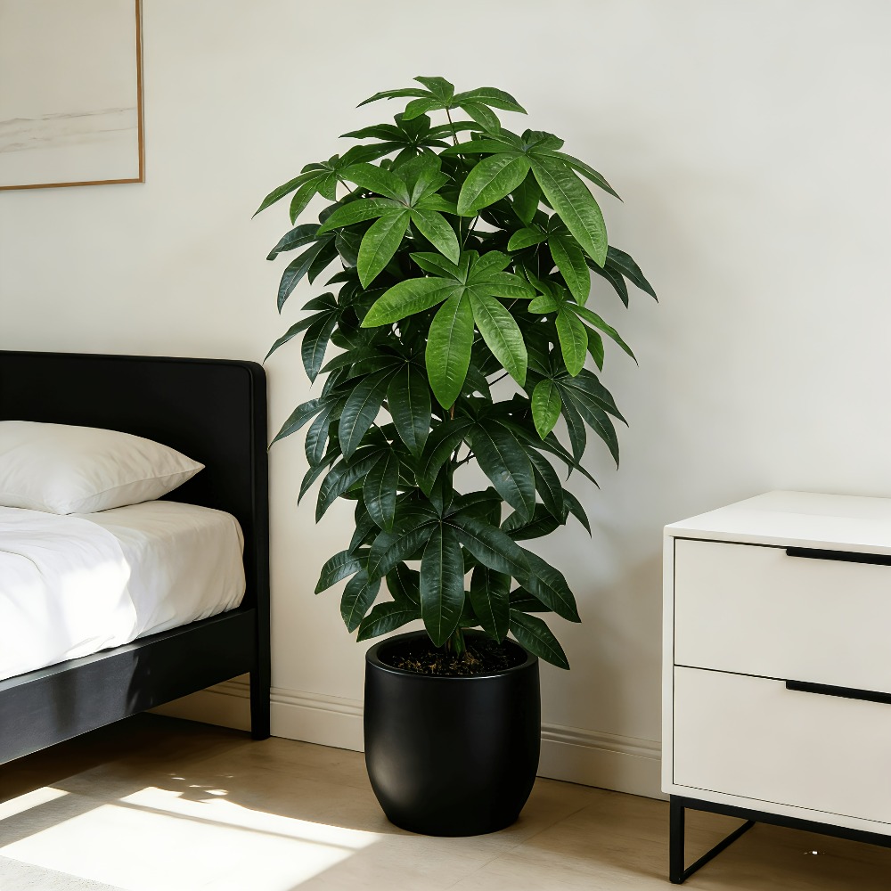 An Artificial Money Tree Pachi - đánh giá và giá Snake Plant
